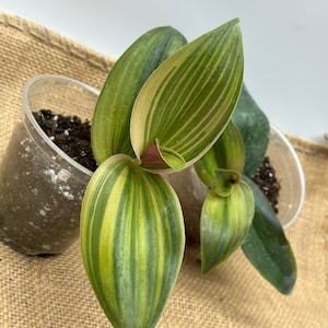 Tradescantia Blossfeldiana Aurea “limelight” - Etsy