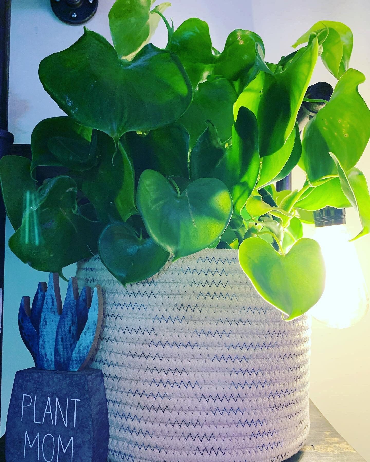 philodendron grazielae Plant
