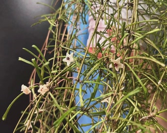 Hoya retusa plant ( Mama plants already Bloomed )
