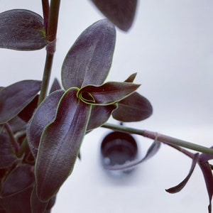 Gibasis Jose Puig Rare Wandering Jew plant image 8