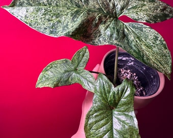 Syngonium Podophyllum Mottled Variegated #88(Actual Plant  ）