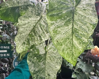 alocasia macrorrhiza ‘camoflauge’ 4.5”pot