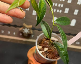 US Seller - Hoya Dennisii Frida Rooted- Pick Your Own - Etsy