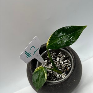 Epipremnum Amplissimum variegated #2 (Actual Plant  ）