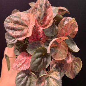 peperomia pink lady plant or cuttings