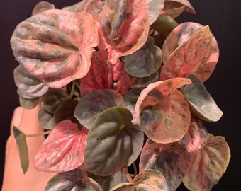 peperomia pink lady plant or cuttings