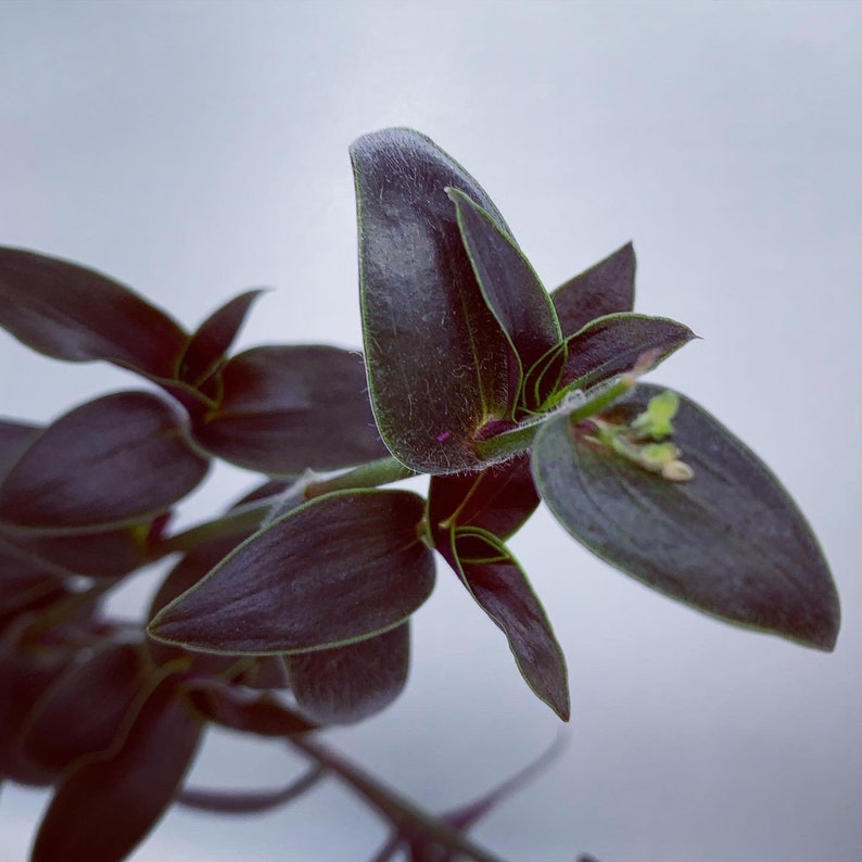 Gibasis Jose Puig Rare Wandering Jew plant image 9