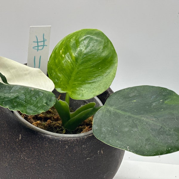 Philodendron white knight plant #11