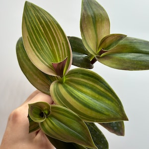 Tradescantia Blossfeldiana Aurea “limelight”