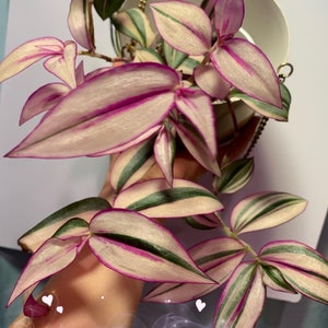 Tradescantia Zebrina Quadricolor( super hard to find)  cutting or rooted plant