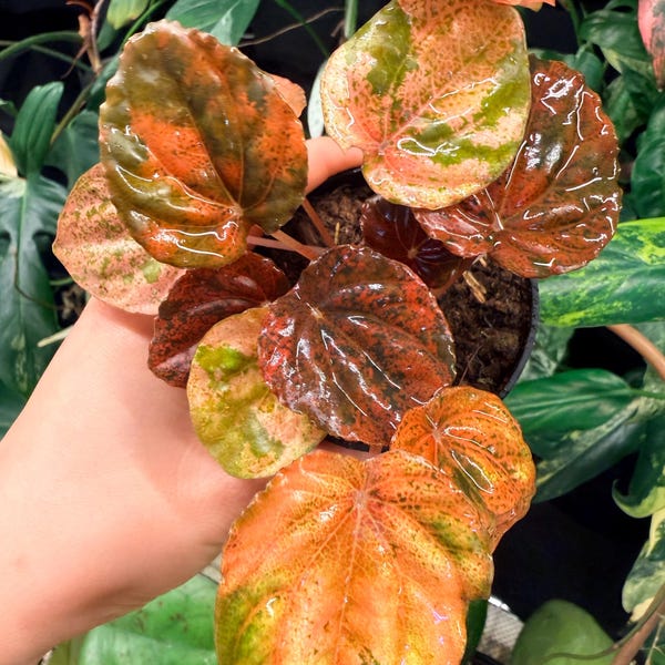 Peperomia Carnival fresh cut cuttings