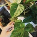 see more listings in the Philodendron  section