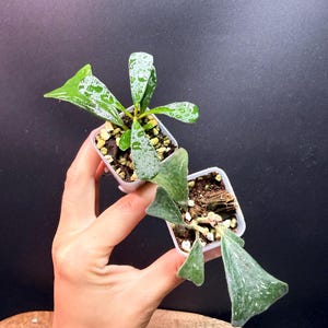 Hoya Manipurensis Variegated - Etsy