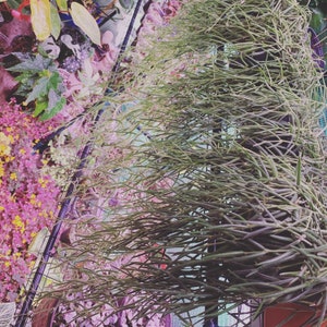 Hoya linearis Plant or  cutting ( grower’s choice) (Mama plants already Bloomed)