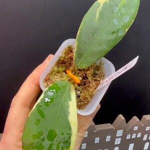 May include: A small, clear plastic pot containing a Hoya plant with two large, green leaves edged with yellow. The plant sits in a bed of brown moss, with a small orange stem visible. A white label is partially visible.