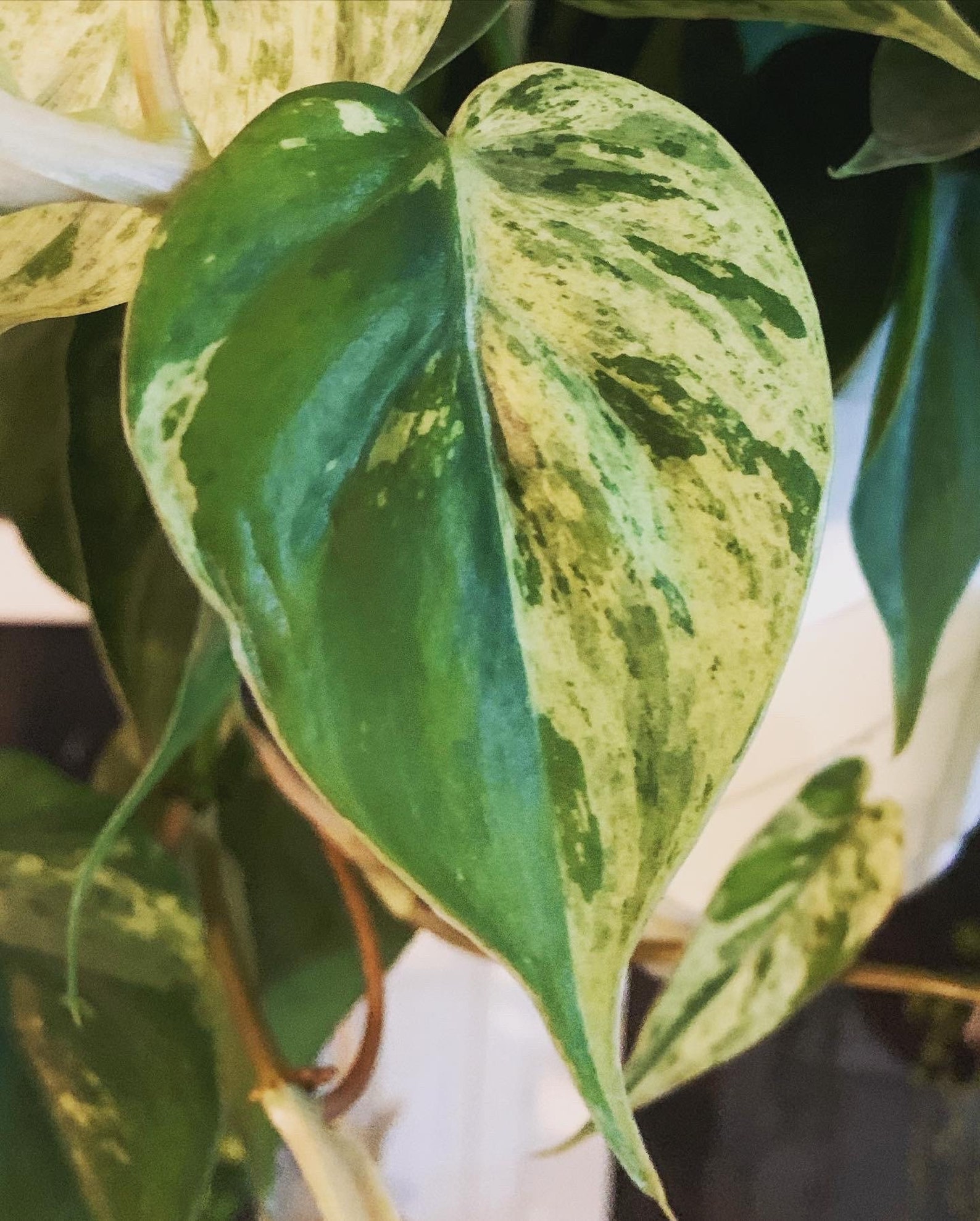 Variegated Pinnate Philodendron: A Striking Indoor Beauty