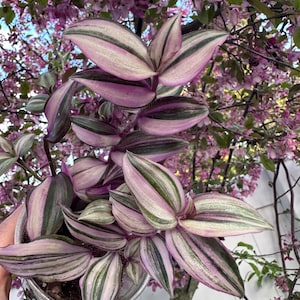 Tradescantia zebrina variegata Plant,  ‘Danny Lee’. Silver Notches