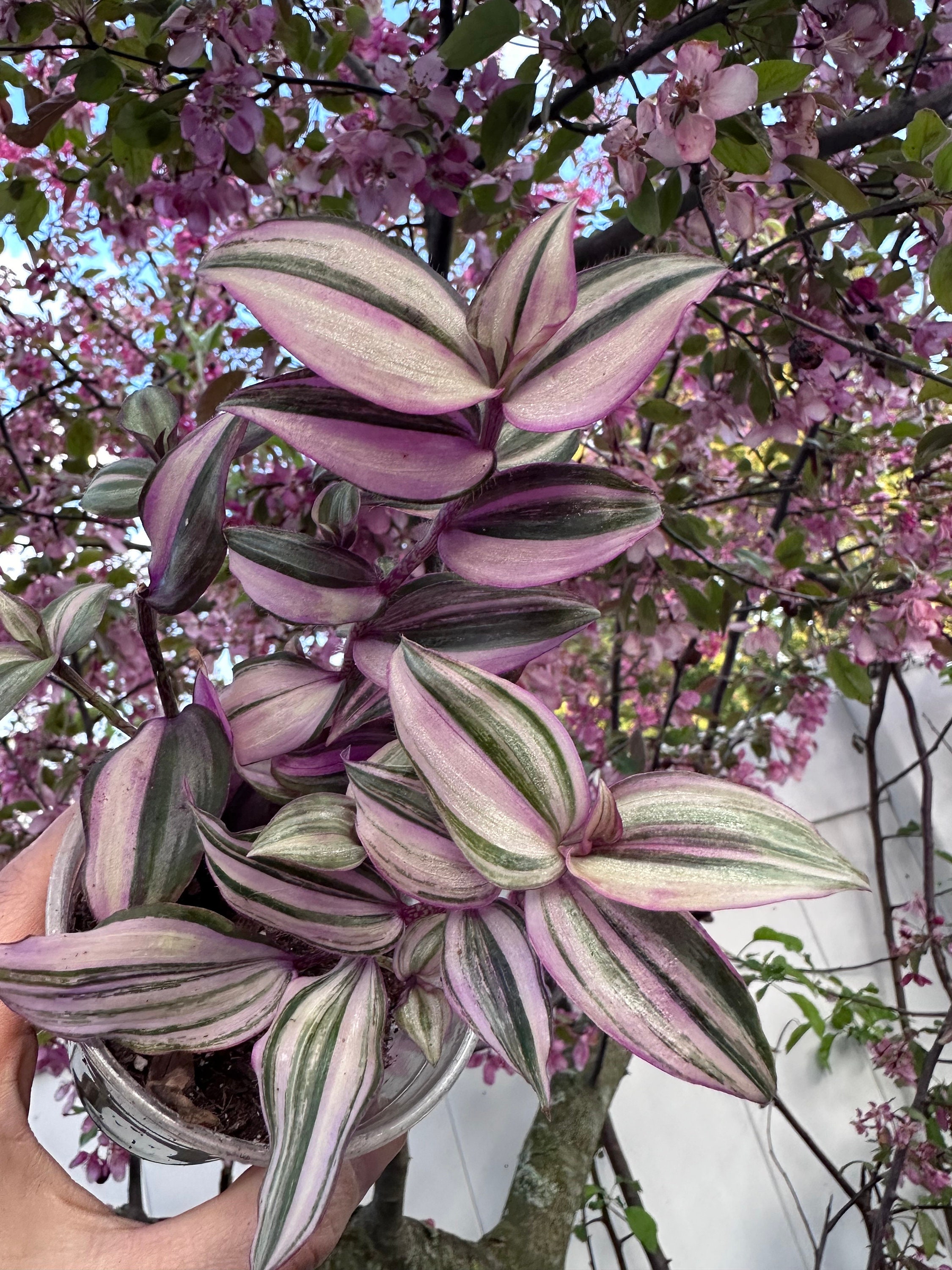 Tradescantia Zebrina Variegata Plant, 'danny Lee'. Silver Notches - Etsy