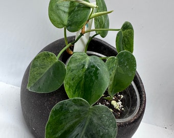 Philodendron hederaceum variegated ,variegated philodendron scandens heart leaves plant. #A (Actual Plant  ）