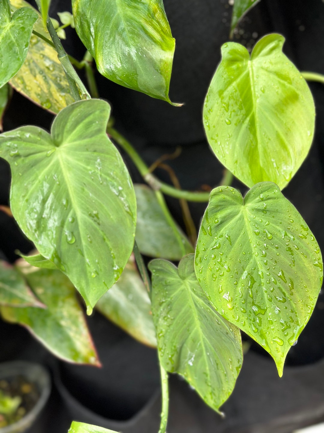 Philodendron Camposportoanum Velvet Shield - Etsy