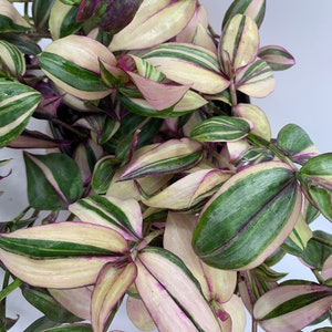 Tradescantia zebrina variegated discolor multicolor