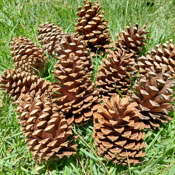 12 medium pine cones for crafting, art projects, decor, and fire starters or 24 junk pine cones