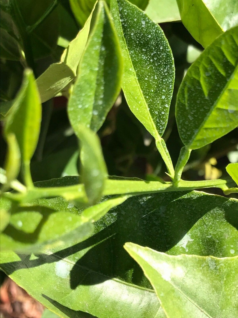 IV Organic 3in1 Plant Guard ReadyToUse Spray 23 oz Etsy