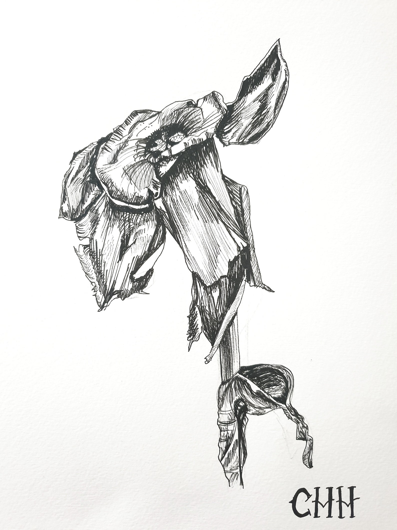 Dying Daffodil Original Art Ink Drawing by CHH Artist Botany Etsy