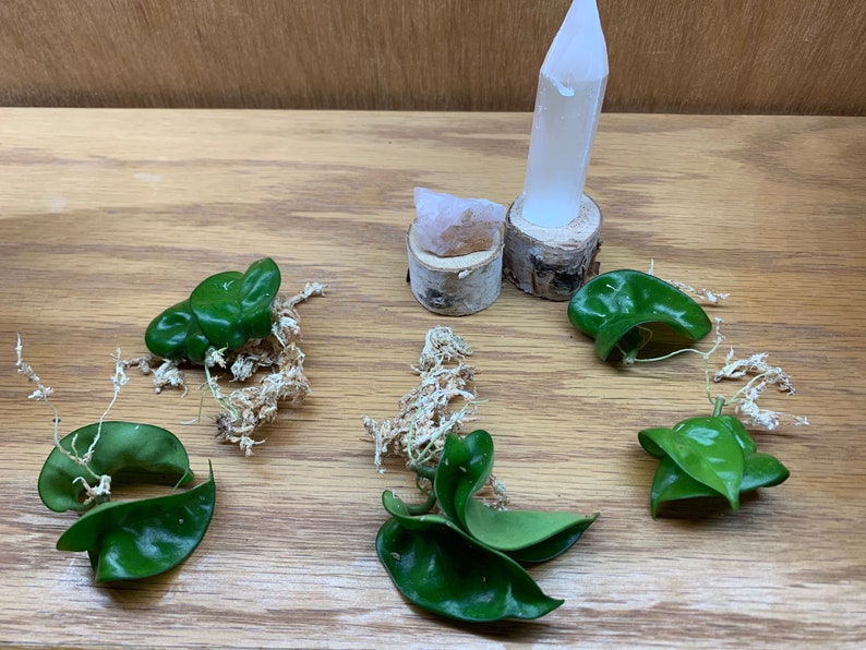 Hoya Carnosa Compacta Hindu Rope Rooted Cutting Etsy