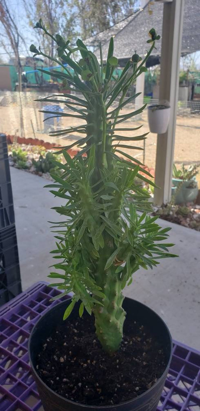Euphorbia Loricata aka African Palm Tree Etsy