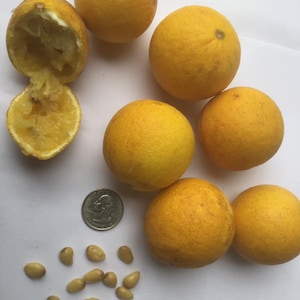May include: A collection of ripe, yellow-orange citrus fruit, including whole and halved specimens, with visible seeds and a U.S. quarter for size comparison. The fruit has a textured peel and a vibrant color.