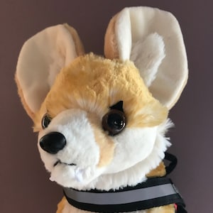 Könnte beinhalten: Ein Plüschhund mit braunem und weißem Fell, großen Ohren und schwarzen Augen. Der Hund trägt ein schwarzes und graues reflektierendes Geschirr.