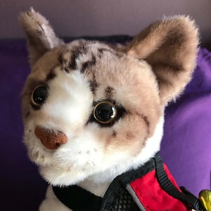 Tabby cat plush toys shop