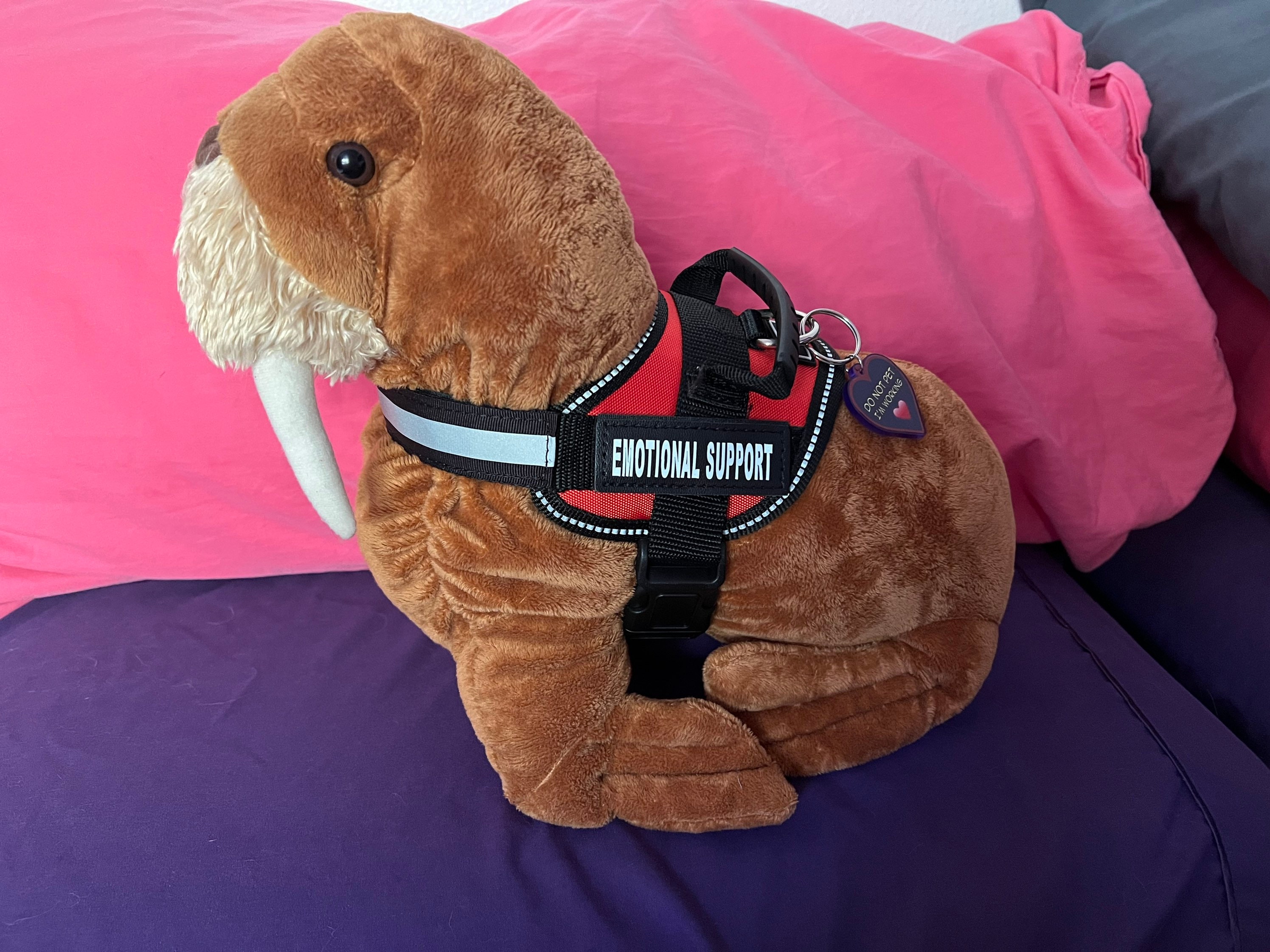 Esa dog clearance supplies