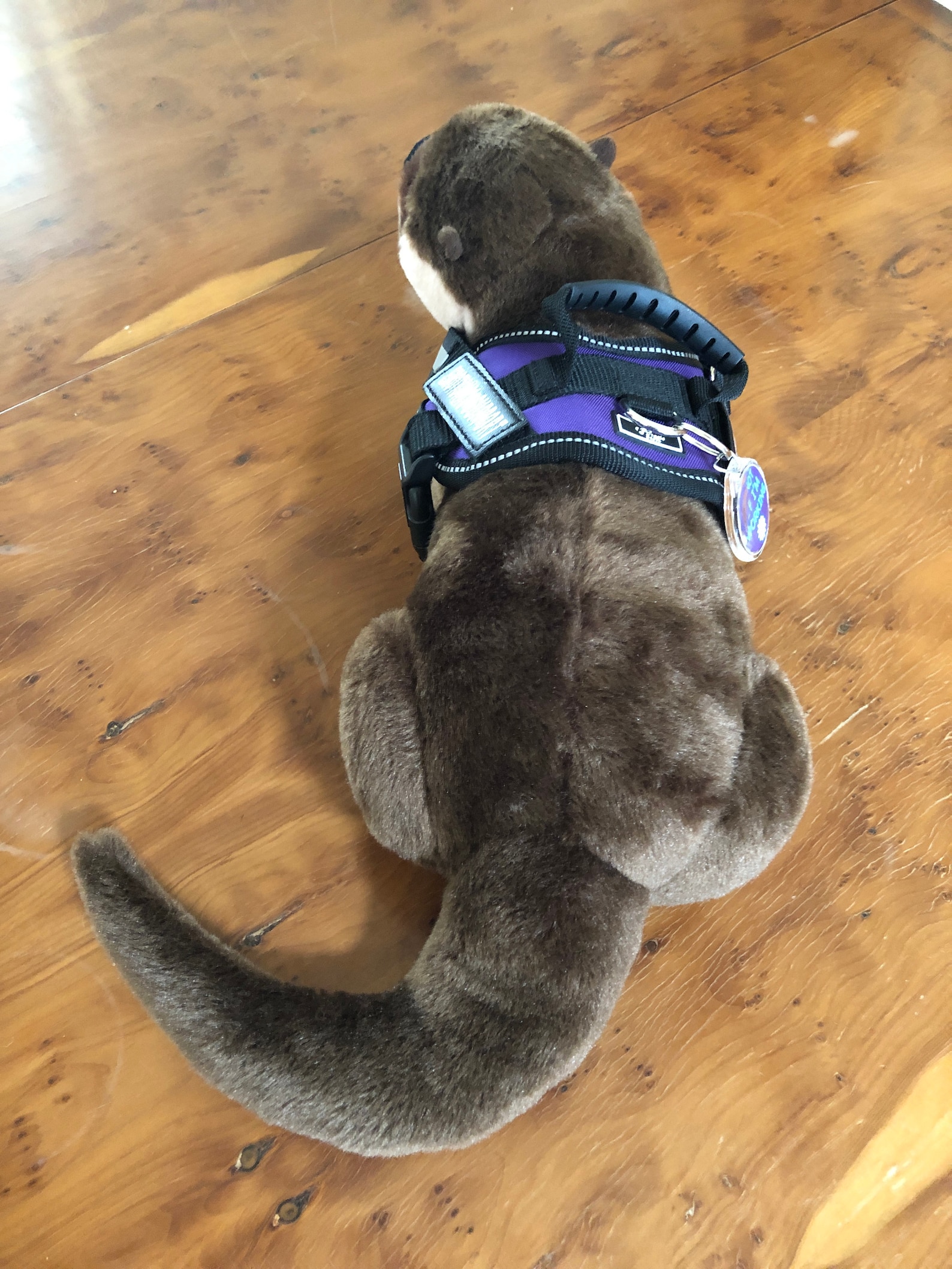 Emotional Support Otter Stuffed Animal Plushie Toy - Etsy Australia