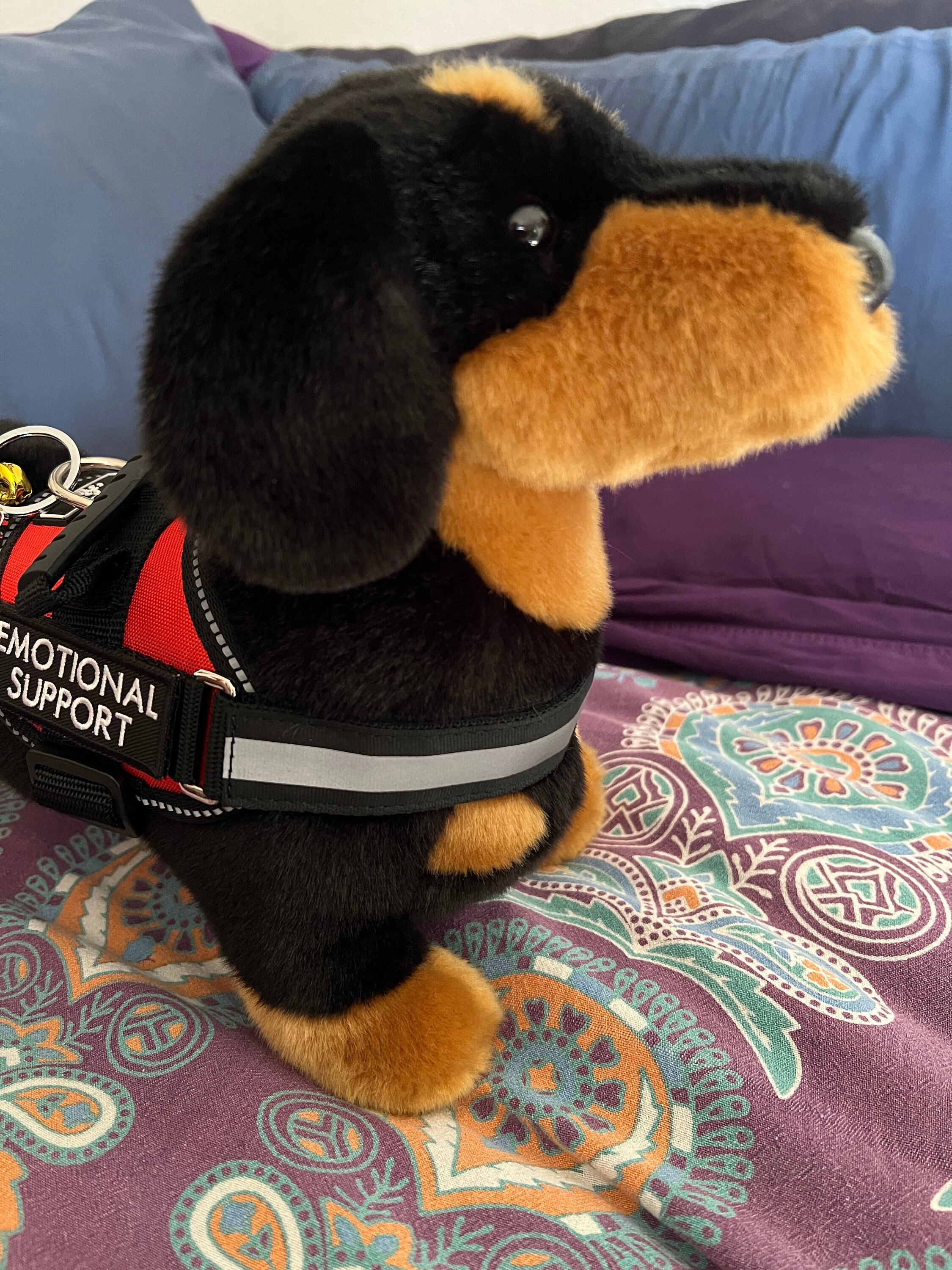 Emotional Support Dachshund