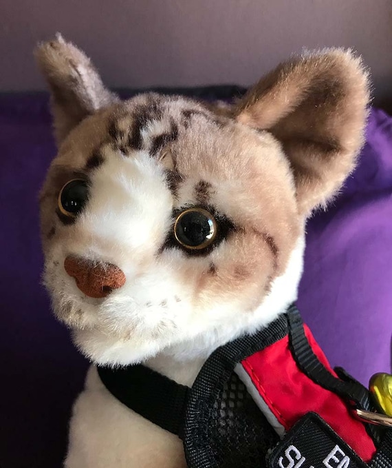 Tabby cat teddy new arrivals