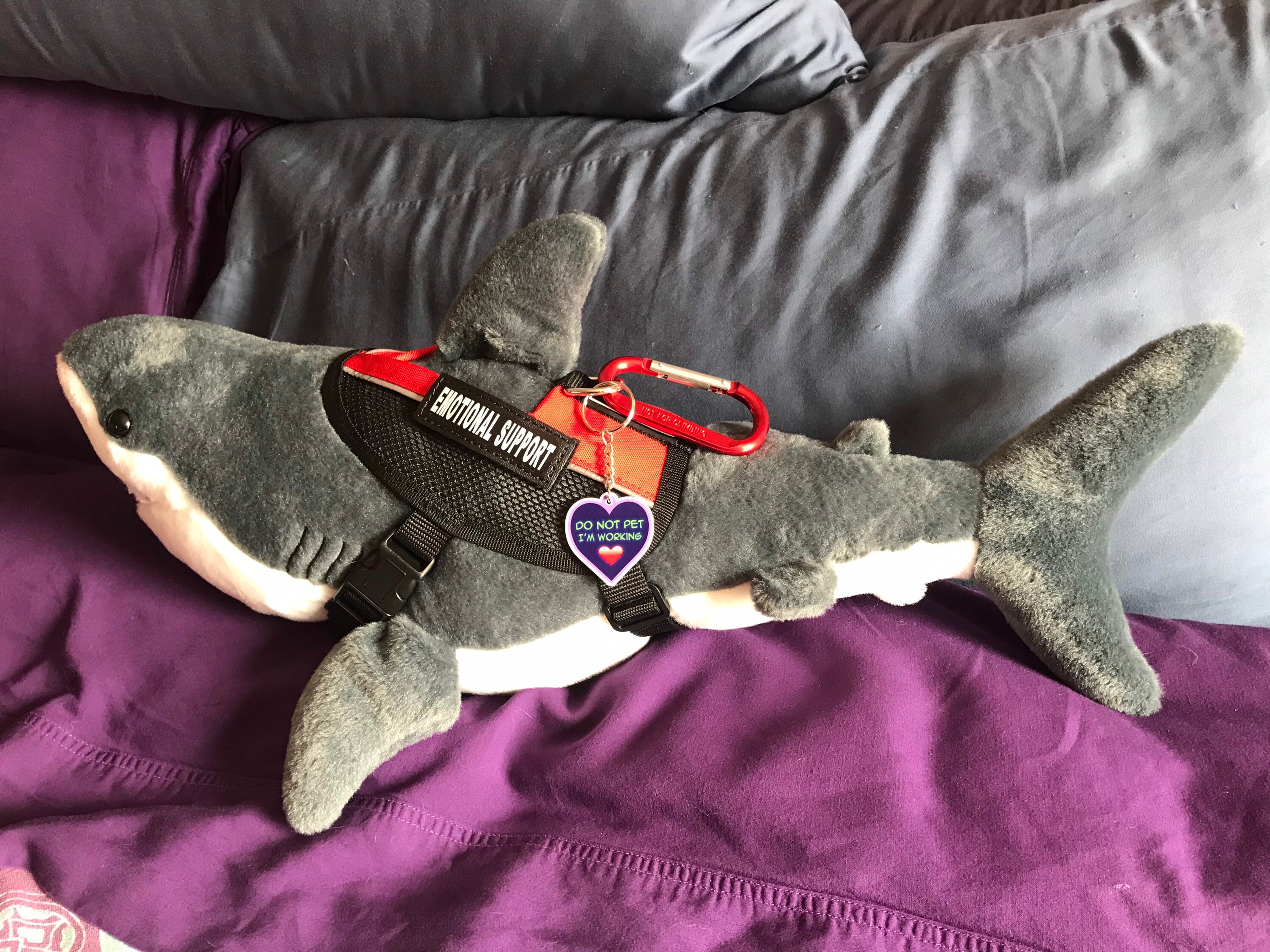 Is Sharkbae Okay? The Leak'S Emotional Toll - m8zqp7m