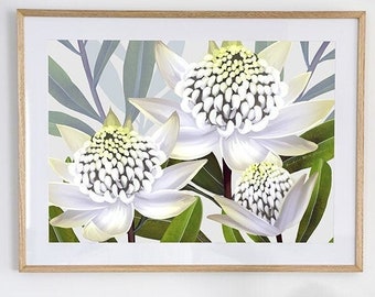 Australian Native White Waratah Botanical Wall Art Print - Digital Download Nature Flower Artwork