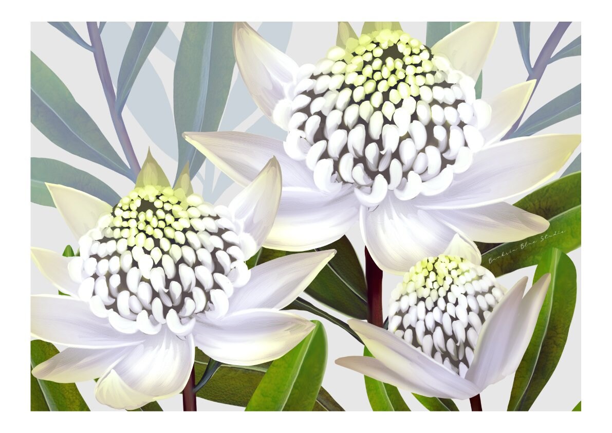 Australian Native Flower Wall Art White Waratah Botanical Etsy Australia