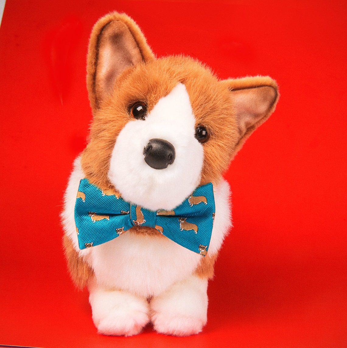 corgi with a bow tie
