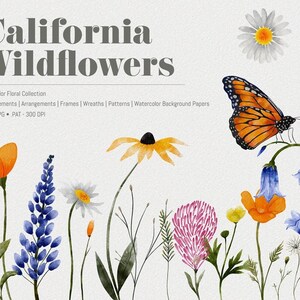以下が含まれることがあります： カリフォルニアの野花の水彩画イラスト。ブルーベル、デイジー、ポピー、モナークバタフライなど。イラストはヴィンテージスタイルで、クラフトやデザインプロジェクトに最適です。