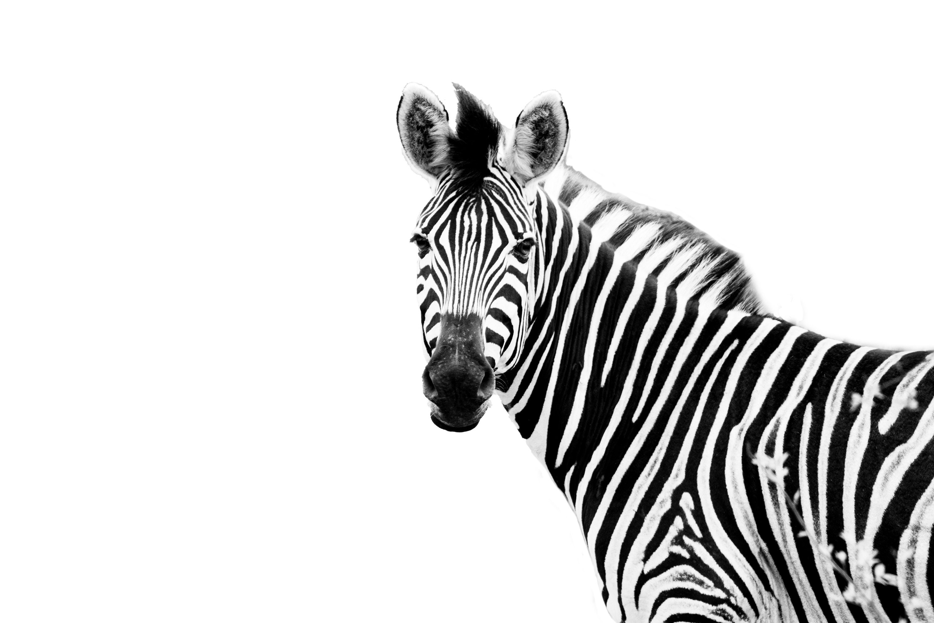 Zebra Wall Art, South Africa Printable Art, Safari Print, Digital