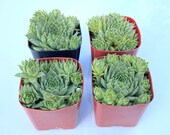 Potted Succulent Plant - 2 inch Potted Sempervivum Calcareum - Hens n Chicks