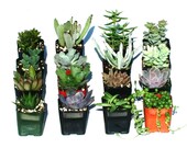 6 Potted Succulent Plants - 2 Inch Potted Live Succulent Plants