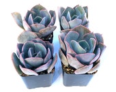Potted Succulent Plant - 2 inch Potted Dusty Rose Echeveria