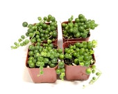 Potted Succulent Plant - 2 inch Senecio Rowleyanus - String of Pearls