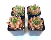 Potted Succulent Plant - 2 inch Potted Graptoveria Bashful