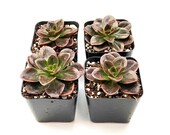 Potted Succulent Plant - 2 inch Echeveria Melaco