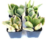 Potted Succulent Plant - 2 inch Potted Variegated Crassula Ovata - Variegated Jade Plant